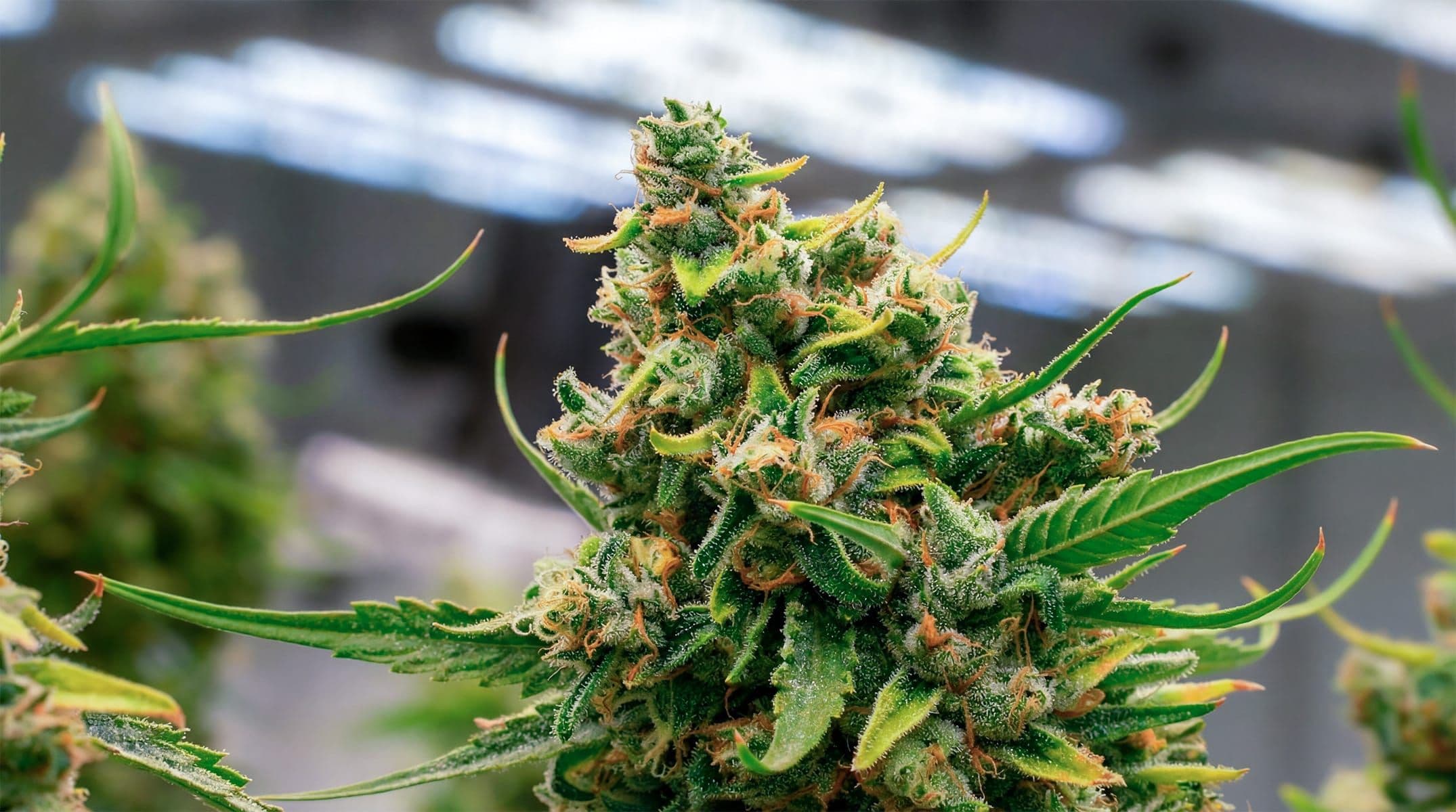 GB Sciences indoor cultivation facility