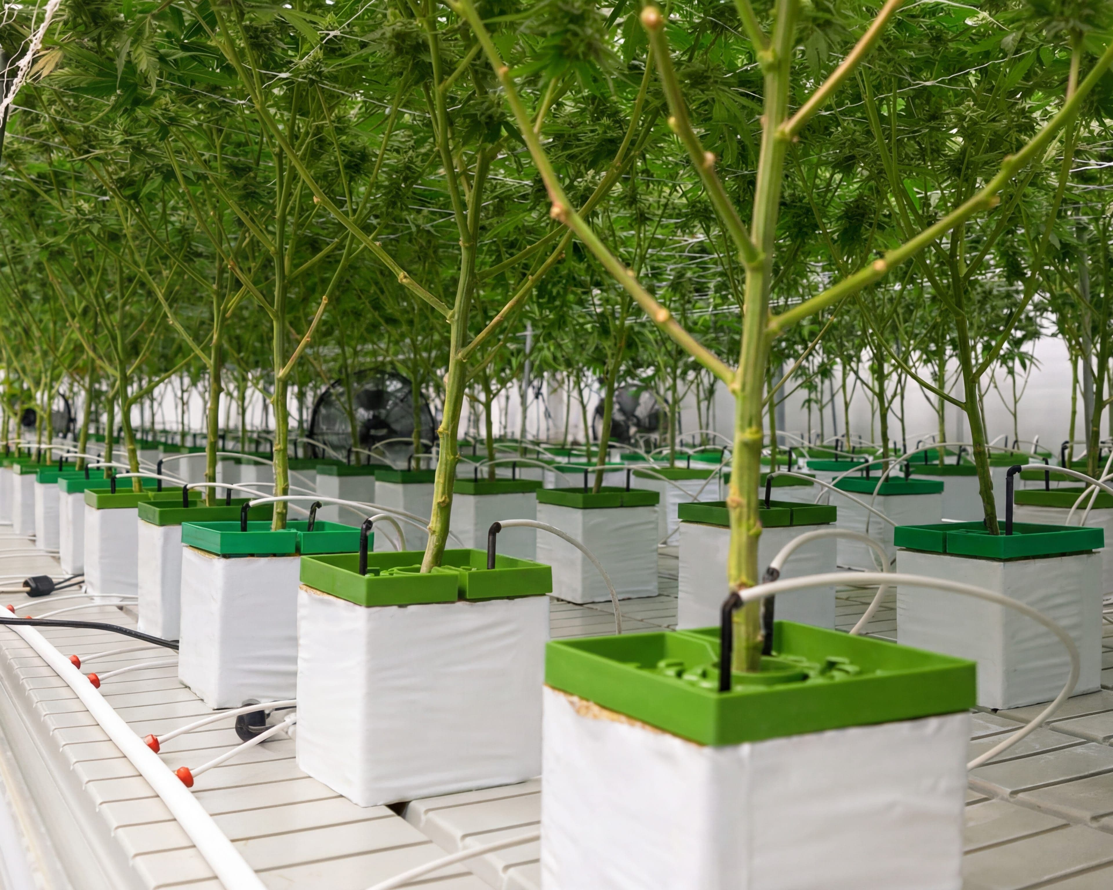 Precision irrigation system with grow cubes